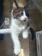 Maine coon kitten (laatste uit het nest), Dieren en Toebehoren, Katten en Kittens | Raskatten | Langhaar, Kater, Gechipt, 0 tot 2 jaar