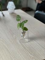 Monsterra adansonii + glas pot, Minder dan 100 cm, Halfschaduw, Ophalen, Groene kamerplant