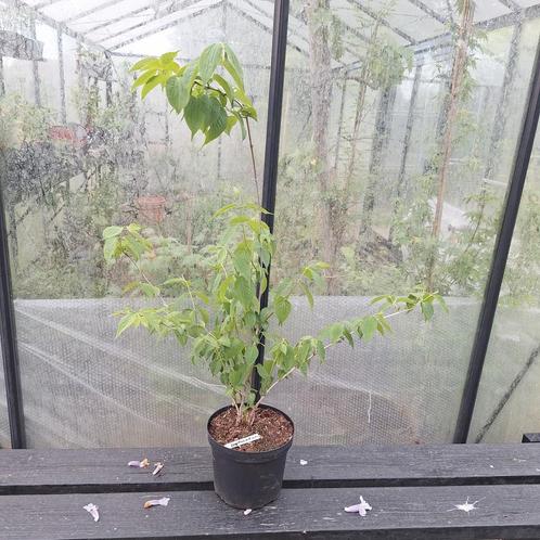 Heptacodium   struik van Zevenzonenboom, Tuin en Terras, Planten | Tuinplanten, Overige soorten, Volle zon, Zomer, Ophalen