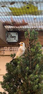 Super mooi putter2025, Dieren en Toebehoren, Vogels | Kanaries, Mannelijk