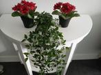 Kunststof plantjes, Ophalen of Verzenden, Zo goed als nieuw, Binnen