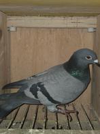 Duivin petrie/jurriens, Vrouwelijk, Kropper