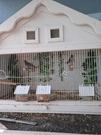 Tk 5 roodmus 2 m 3 p en 1 kruising kanarie putter met kooi, Dieren en Toebehoren, Vogels | Overige Vogels, Meerdere dieren, Wildzangvogel