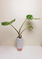 Monstera Deliciosa Alba variegated, kamerplantje, Huis en Inrichting, Overige soorten, In pot, Minder dan 100 cm, Groene kamerplant