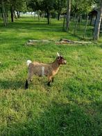 Dwergbok Dekbok, Dieren en Toebehoren, Schapen, Geiten en Varkens, Mannelijk, Geit