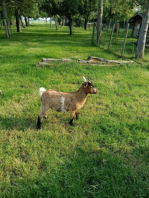 Dwergbok Dekbok, Dieren en Toebehoren, Schapen, Geiten en Varkens, Geit, Mannelijk
