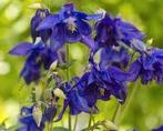 BIOLOGISCH ZAAD AKELEI (Aquilegia), Ophalen of Verzenden, Gehele jaar, Halfschaduw, Zaad