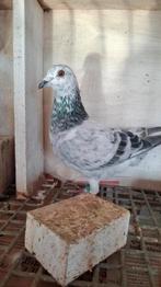 Postduiven, Dieren en Toebehoren, Vogels | Duiven, Meerdere dieren, Postduif