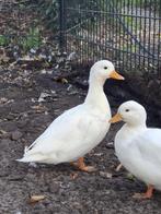Witte kwaker man, Dieren en Toebehoren, Mannelijk, Eend