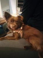 Leuke kruising chihuahua/pincher, Reu, Eén hond, Klein, 3 tot 5 jaar