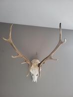 Edelhert schedel met gewei, Ophalen, Zo goed als nieuw