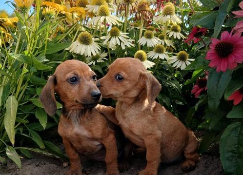 Prachtige teckel pups, Dieren en Toebehoren, Honden | Teckels en Dashonden, Meerdere dieren, Korthaar, Dwerg, Particulier, Meerdere