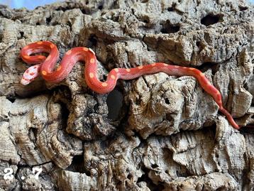 Pantyerophis Guttatus Korenslang beschikbaar voor biedingen