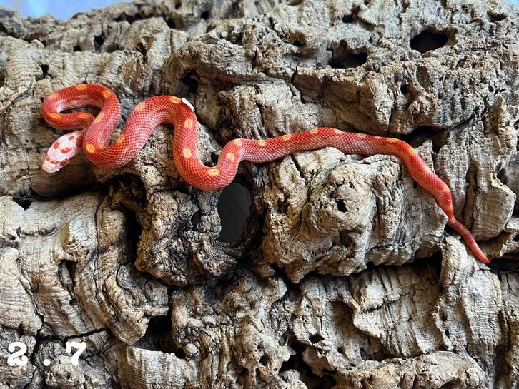 Pantyerophis Guttatus Korenslang, Dieren en Toebehoren, Reptielen en Amfibieën, Slang, 0 tot 2 jaar
