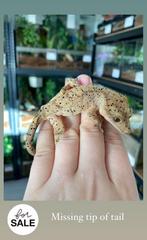 Diverse gekko’s, Met terrarium, 0 tot 2 jaar, Hagedis