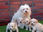 Prachtige Maltipoo pups, Parvo, Overige rassen, 8 tot 15 weken, Meerdere