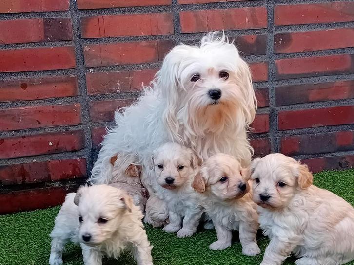 Prachtige Maltipoo pups, Dieren en Toebehoren, Honden | Chihuahua's en Gezelschapshonden, Meerdere dieren, Overige rassen, Particulier