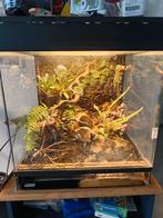 Dendrocare paludarium, Dieren en Toebehoren, Ophalen, Zo goed als nieuw, Terrarium of Paludarium