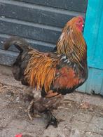 Prachtig grote brahma haan 1 jr, Dieren en Toebehoren, Pluimvee