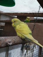 Jonge grasparkiet. Om tam te maken geschikt., Dieren en Toebehoren, Vogels | Parkieten en Papegaaien, Mannelijk, Parkiet, Tam