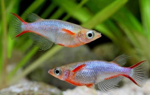 Oryzias Woworae | Rijstvisje Woworae, Dieren en Toebehoren, Vissen | Aquariumvissen, Vis