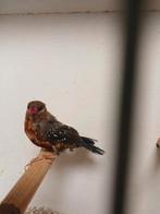 Tijgervink man, Dieren en Toebehoren, Vogels | Overige Vogels, Mannelijk