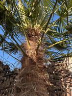 Palmboom  groot – stam 190 cm – winterhard 175 euro!, 100 tot 250 cm, Zomer, Palmboom, Ophalen