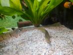 Zebra aal, Dieren en Toebehoren, Vissen | Aquariumvissen, Vis