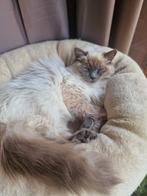 Ragdoll 1 jaar., Dieren en Toebehoren, Katten en Kittens | Raskatten | Langhaar, Poes, Gechipt, 0 tot 2 jaar