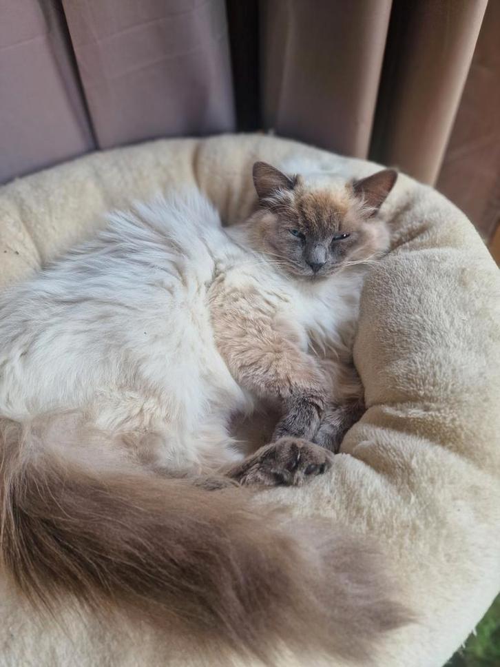 Ragdoll 1 jaar., Dieren en Toebehoren, Katten en Kittens | Raskatten | Langhaar, Poes, 0 tot 2 jaar, Gechipt, Ontwormd, Ingeënt