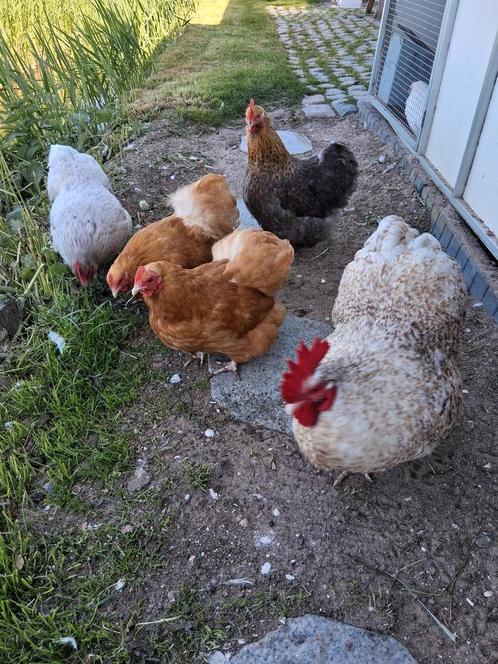 Orpinton kriel kippen, Dieren en Toebehoren, Pluimvee, Kip, Vrouwelijk