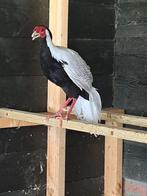 Zilverfazanten overjarige teelbare vogels., Dieren en Toebehoren, Pluimvee, Meerdere dieren, Overige soorten
