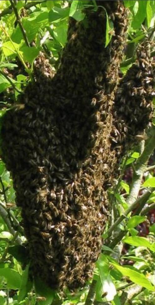 Gezocht bijenzwem, Dieren en Toebehoren, Insecten en Spinnen