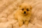 Bijzonder mooie pomeriaan / keeshonden pups 3 reutjes 🥰, Keeshond, Reu, CDV (hondenziekte), 8 tot 15 weken