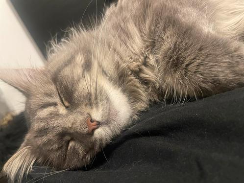 Grijs/witte maine coon poes (vrouwtjeskat), Dieren en Toebehoren, Katten en Kittens | Raskatten | Langhaar, Poes, 0 tot 2 jaar