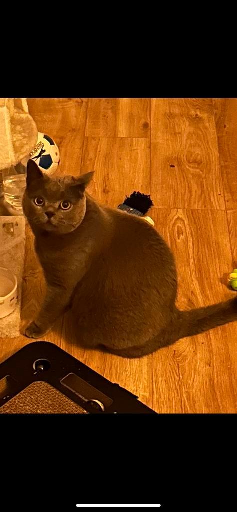 Lieve britse korthaar kater, Dieren en Toebehoren, Katten en Kittens | Raskatten | Korthaar, Kater, Gechipt