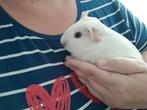 Wit jong cavia zeugje, Dieren en Toebehoren, Knaagdieren, Vrouwelijk, Cavia, Na 1 juli 2024, Tam