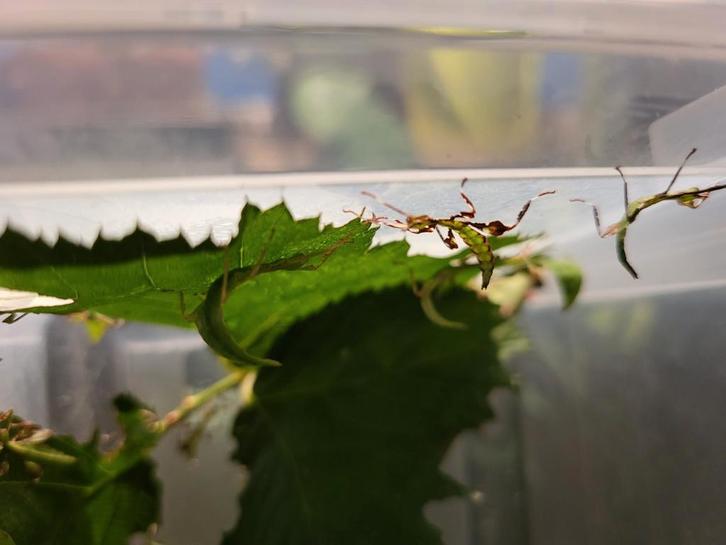 Cryptophyllium limogesi eitjes, nimfen en volwassen vrouwen, Dieren en Toebehoren, Insecten en Spinnen, Wandelende tak