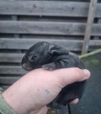 Baby konijntjes, Dieren en Toebehoren, Minder dan 60 cm, Kooi, Minder dan 75 cm, Ophalen of Verzenden