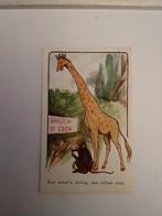 GIRAF. EN AAP BIJ GARDEN OF EDEN, Verzamelen, Ansichtkaarten | Themakaarten, Ophalen of Verzenden, Overige thema's