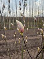 Meerstammige magnolia soulangeana te koop!, Tuin en Terras, Planten | Bomen, Overige soorten, Lente, 100 tot 250 cm, Ophalen