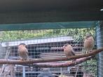 Pagodespreeuw, Meerdere dieren