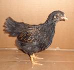 Jonge Hennen Barnevelder Dubbelgezoomd Groot, Dieren en Toebehoren, Pluimvee, Vrouwelijk, Kip