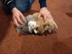 Hangoor konijntjes, Dieren en Toebehoren, Konijnen, Vrouwelijk, Dwerg, Hangoor, 0 tot 2 jaar
