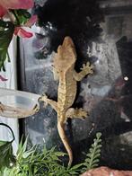 Te koop wimpergekko's, Dieren en Toebehoren, Hagedis, 0 tot 2 jaar
