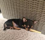 chihuahua pup, Dieren en Toebehoren, Honden | Chihuahua's en Gezelschapshonden, Reu, Meerdere, Chihuahua, Nederland