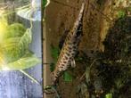 Florida gar 35cm, Dieren en Toebehoren, Ophalen