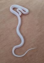 1.0 Snow Tessera Stripe rode rattenslang man 2024, Dieren en Toebehoren, Slang, Tam, 0 tot 2 jaar