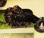 Betta Man Black Goldstar Thailand import, Vis, Zoetwatervis