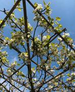 Pyrus chanticleer dakbomen in maten, Tuin en Terras, Planten | Bomen, Volle zon, 100 tot 250 cm, Zomer, Overige soorten